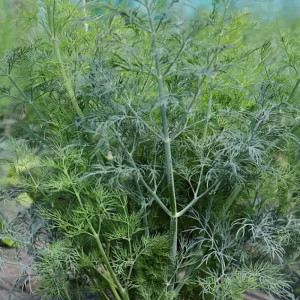 Насіння кропу Марафон Breeding Seeds 100 грам