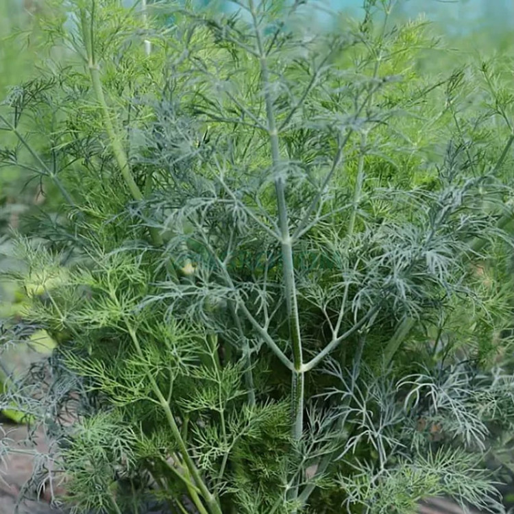 Семена укропа Марафон Breeding Seeds 100 грамм