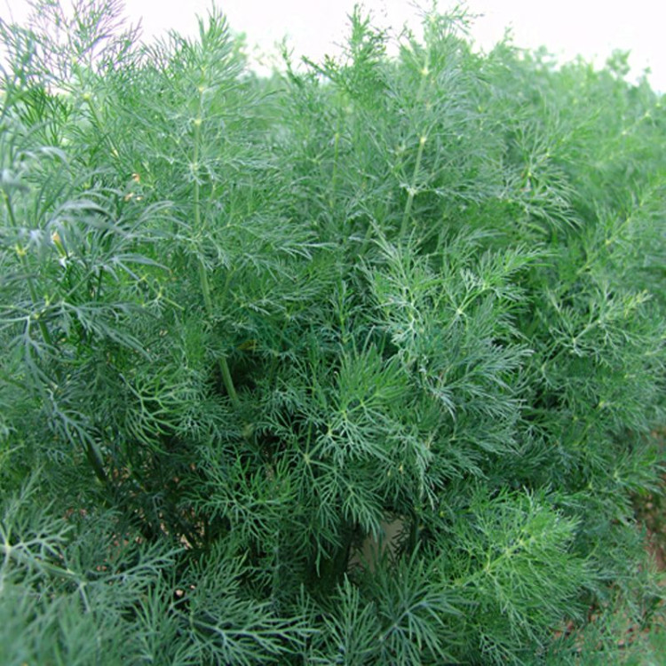 Насіння кропу Мораван Moravo seed 1 кг