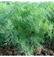 Насіння кропу Олівер Moravo seed 100 грам