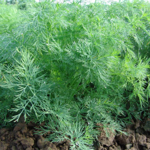 Насіння кропу Олівер Moravo seed 1 кг