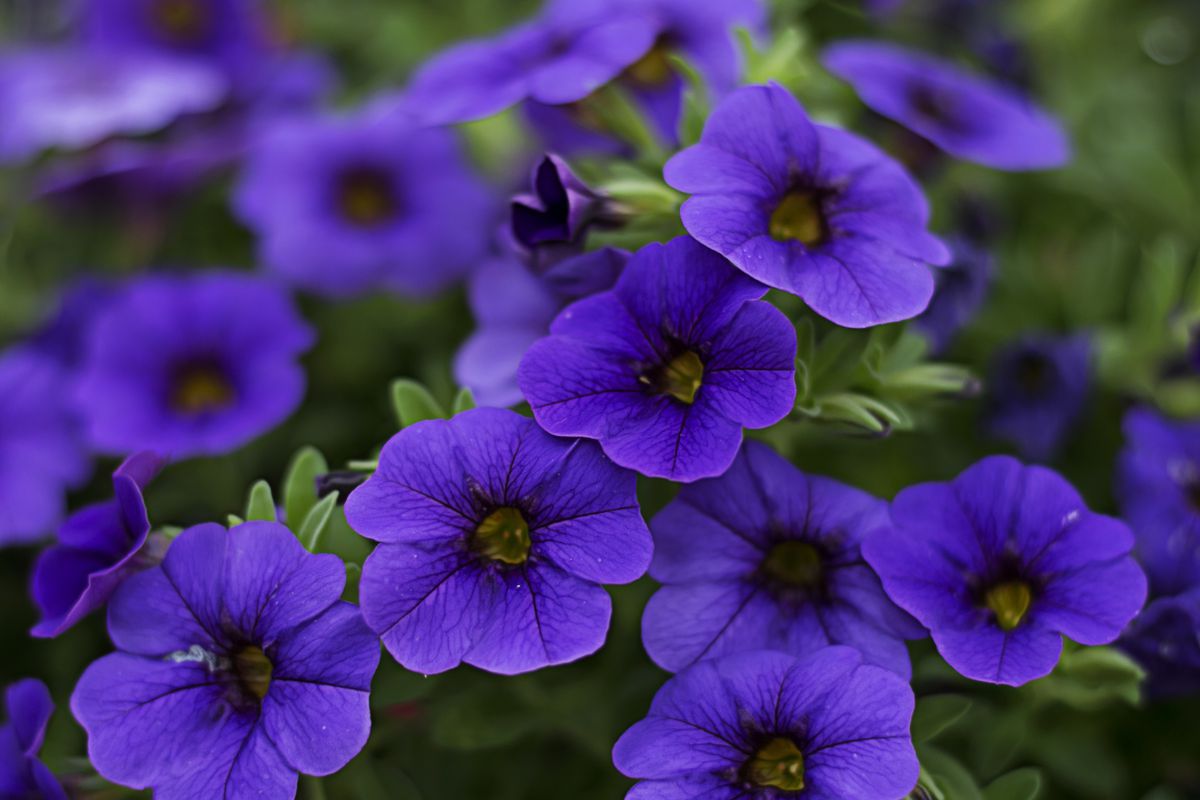 Як розмножувати сульфінію і петунію